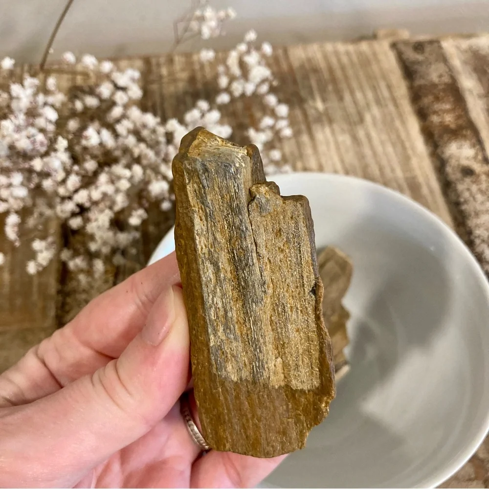 8pcs Petrified Wood Medium 3” Long